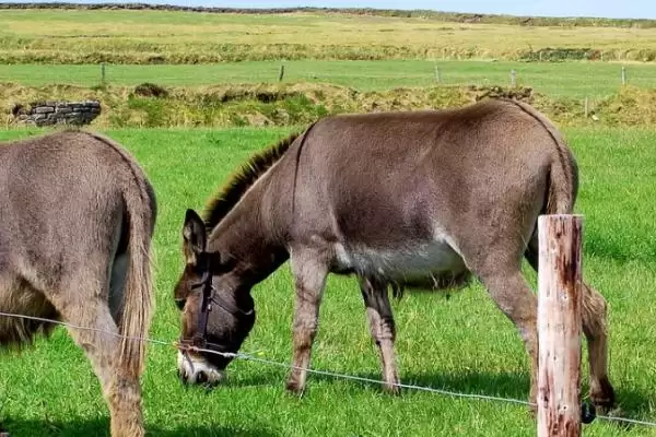 特色养殖项目有哪些?探索特色养殖项目要分析哪些市场需求和养殖技术要点?插图2 特色养殖项目有哪些?探索特色养殖项目要分析哪些市场需求和养殖技术要点?插图2