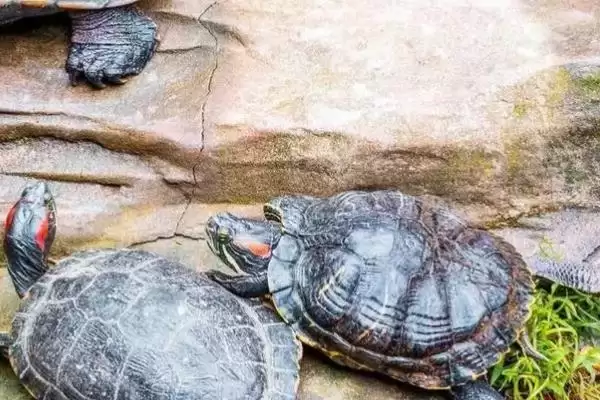 乌龟无水生存状况的要点和分析?分析乌龟无水生存需注意什么?插图1 乌龟无水生存状况的要点和分析?分析乌龟无水生存需注意什么?插图1