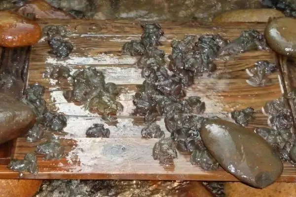 石蛙苗的价格及养殖技术?了解石蛙苗价格和养殖技术要注意什么?插图1 石蛙苗的价格及养殖技术?了解石蛙苗价格和养殖技术要注意什么?插图1