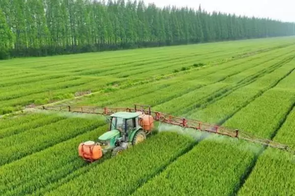 小麦选种的技巧和要点？小麦选种需掌握哪些关键方法？插图6