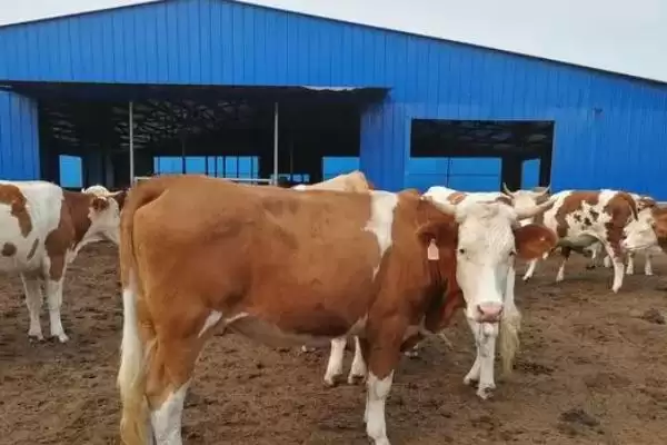 最佳犊牛肺炎治疗方法的要点和依据？治疗犊牛肺炎需注意什么？插图2