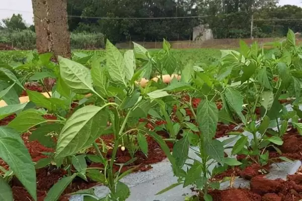 尖椒的施肥周期 ,尖椒每隔多久施一次肥合适插图2 尖椒的施肥周期 ,尖椒每隔多久施一次肥合适插图2