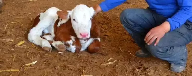 小牛犊高烧还喘的应对方法和要点?处理小牛犊病症需注意哪些关键措施?-会东网