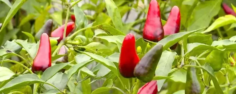 子弹头辣椒和辣椒王区别的要点和对比?分辨两种辣椒需注意什么?插图 子弹头辣椒和辣椒王区别的要点和对比?分辨两种辣椒需注意什么?插图