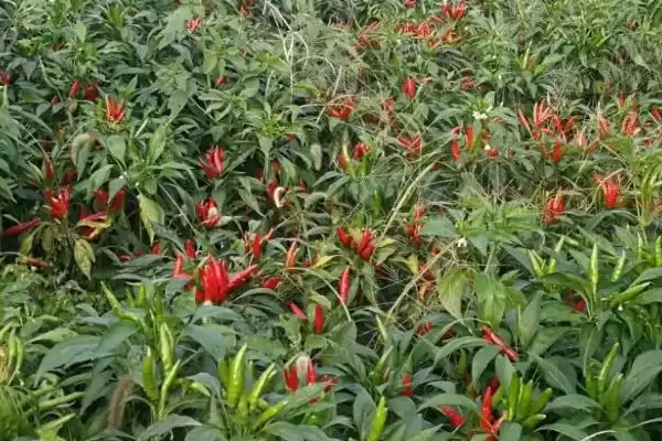 掌握指天椒种植技术的方法和重点?掌握指天椒种植技术要做好哪些细节?插图1 掌握指天椒种植技术的方法和重点?掌握指天椒种植技术要做好哪些细节?插图1