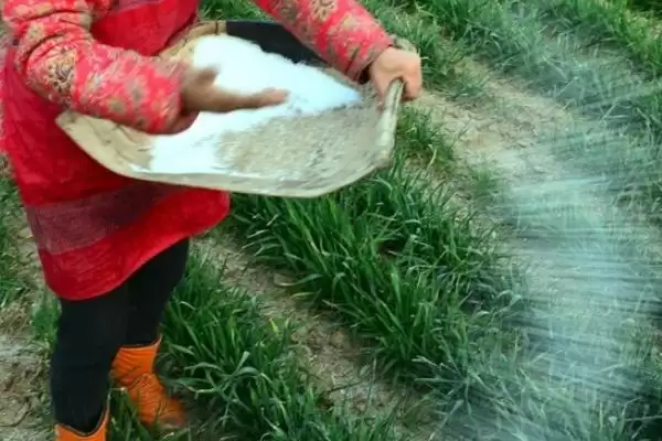 小麦追肥时期的要点和判断?确定小麦追肥时期需考虑哪些关键因素?插图3 小麦追肥时期的要点和判断?确定小麦追肥时期需考虑哪些关键因素?插图3