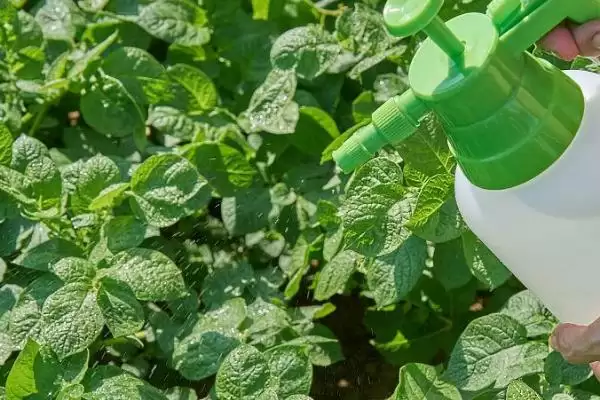 土豆何时需要控旺?确定土豆控旺时机要考虑哪些生长周期和环境因素?插图2 土豆何时需要控旺?确定土豆控旺时机要考虑哪些生长周期和环境因素?插图2