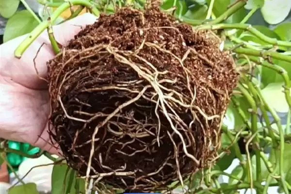 防止绿萝被冻死的方法和重点？防止绿萝被冻死要做好哪些细节？插图3