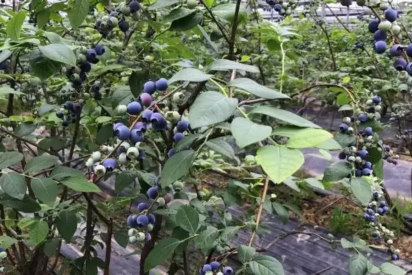 蓝莓的生长位置 ,蓝莓是长在植株的哪个部位呢?插图3 蓝莓的生长位置 ,蓝莓是长在植株的哪个部位呢?插图3