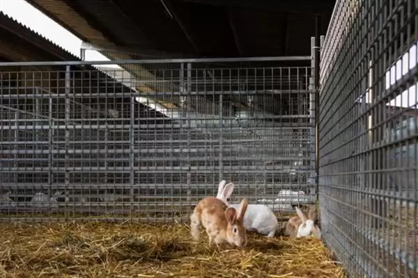 了解养兔所需条件的方法和重点?了解养兔所需条件要做好哪些细节?插图1 了解养兔所需条件的方法和重点?了解养兔所需条件要做好哪些细节?插图1