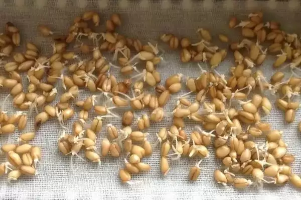 小麦播种机故障类型及排除方法的要点和分析?处理小麦播种机故障需注意什么?插图4 小麦播种机故障类型及排除方法的要点和分析?处理小麦播种机故障需注意什么?插图4