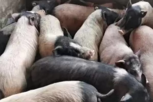 特种养殖简介?认识特种养殖要了解哪些关键的养殖范畴和发展要点?插图9 特种养殖简介?认识特种养殖要了解哪些关键的养殖范畴和发展要点?插图9