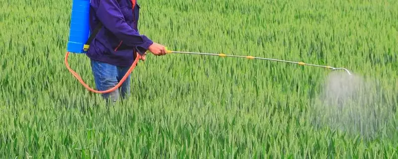 清明前后小麦用药指南:扫螨净乳油防治红蜘蛛的要点-会东网