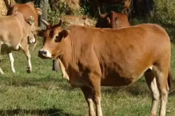 了解云南高峰牛价格的方法和重点?了解云南高峰牛价格要做好哪些细节?插图3 了解云南高峰牛价格的方法和重点?了解云南高峰牛价格要做好哪些细节?插图3