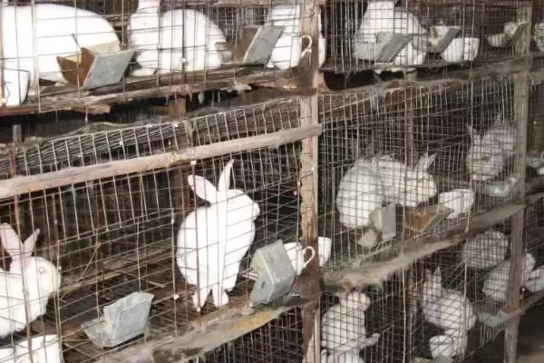 兔子耳螨怎么处理？处理兔子耳螨要掌握哪些有效的防治方法和操作要点？插图3