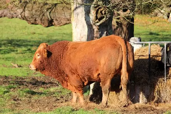 普通黄牛地方品种大集合：南阳牛、鲁西牛等的品种特点插图3
