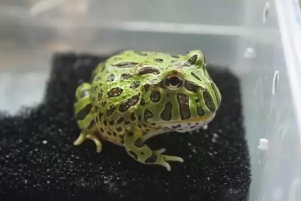 角蛙的生长大小与咬人情况 ,角蛙能长多大且饲喂要注意啥插图2 角蛙的生长大小与咬人情况 ,角蛙能长多大且饲喂要注意啥插图2