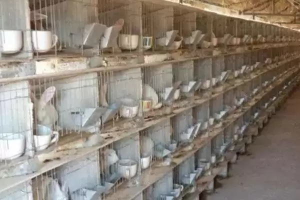 分析养殖兔子前景的方法和重点？分析养殖兔子前景要做好哪些细节？插图3