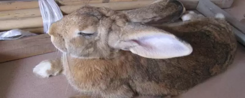 了解养兔国家补贴的方法和重点?了解养兔国家补贴要做好哪些细节?-会东网