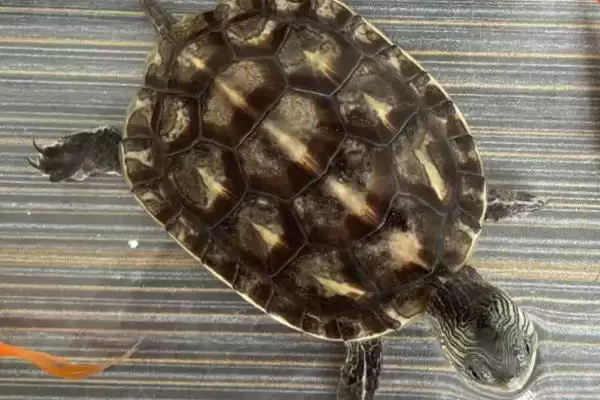 乌龟动物属性的要点和解读?解读乌龟动物属性需注意什么?插图2 乌龟动物属性的要点和解读?解读乌龟动物属性需注意什么?插图2