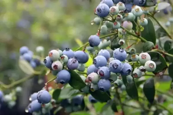 种植蓝莓的条件和要点？种植蓝莓需满足哪些特定生长条件？插图3