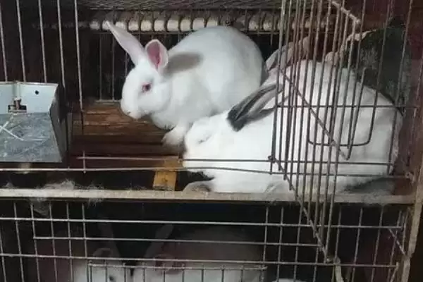 室内养兔子怎么做到不臭?在室内养兔子避免异味要采取哪些有效措施?插图1 室内养兔子怎么做到不臭?在室内养兔子避免异味要采取哪些有效措施?插图1
