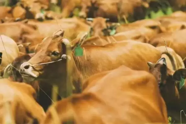 了解云南高峰牛价格的方法和重点?了解云南高峰牛价格要做好哪些细节?插图2 了解云南高峰牛价格的方法和重点?了解云南高峰牛价格要做好哪些细节?插图2