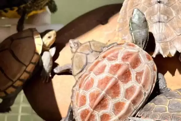 乌龟背上有黑点是怎么回事?探究乌龟背上黑点原因要考虑哪些乌龟健康和生长因素?插图3 乌龟背上有黑点是怎么回事?探究乌龟背上黑点原因要考虑哪些乌龟健康和生长因素?插图3