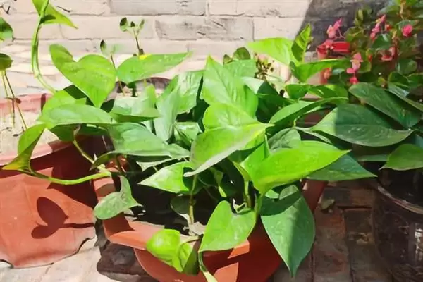 防止绿萝被冻死的方法和重点？防止绿萝被冻死要做好哪些细节？插图2