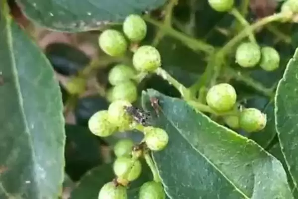 认识岩椒这种植物的方法和重点？认识岩椒这种植物要做好哪些细节？插图4