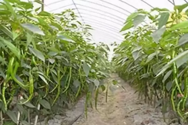温室辣椒如何施肥?温室种植辣椒施肥要掌握哪些关键的施肥时间和方法要点?插图1 温室辣椒如何施肥?温室种植辣椒施肥要掌握哪些关键的施肥时间和方法要点?插图1