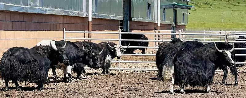 牦牛的养殖技术有哪些要点 ,牦牛养殖每年需严格按流程防疫插图 牦牛的养殖技术有哪些要点 ,牦牛养殖每年需严格按流程防疫插图