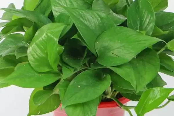 绿萝为什么不长藤 ,绿萝长藤与光水肥有何关系插图2 绿萝为什么不长藤 ,绿萝长藤与光水肥有何关系插图2