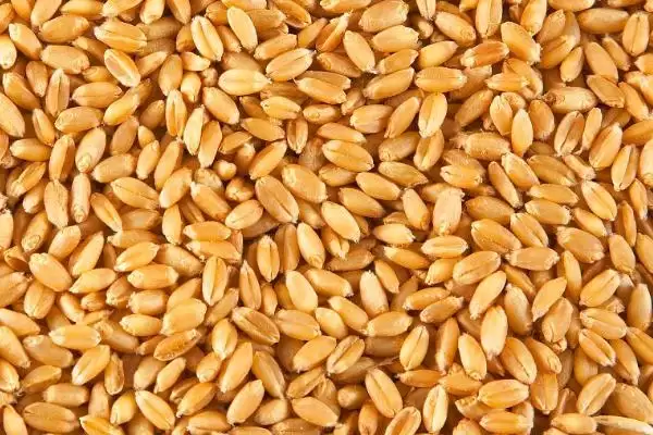 小麦种子形状的要点和解读?了解小麦种子形状需关注哪些关键特征?插图2 小麦种子形状的要点和解读?了解小麦种子形状需关注哪些关键特征?插图2