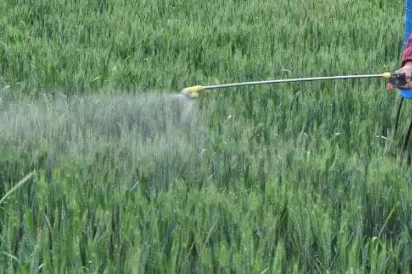 小麦发黄干尖的原因和要点？分析小麦发黄干尖原因需关注哪些方面？插图3