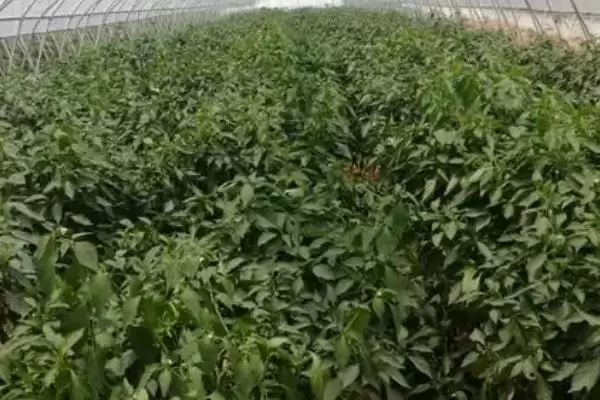 温室辣椒如何施肥?温室种植辣椒施肥要掌握哪些关键的施肥时间和方法要点?插图3 温室辣椒如何施肥?温室种植辣椒施肥要掌握哪些关键的施肥时间和方法要点?插图3