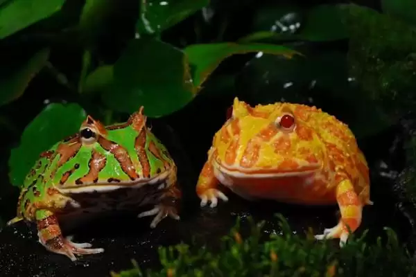 角蛙的生长大小与咬人情况 ,角蛙能长多大且饲喂要注意啥插图3 角蛙的生长大小与咬人情况 ,角蛙能长多大且饲喂要注意啥插图3