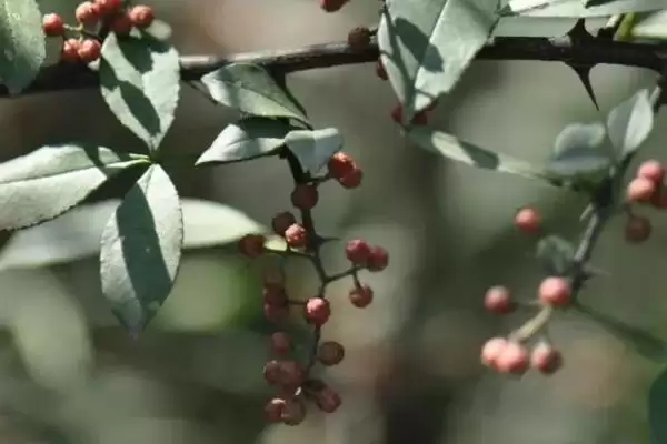 认识岩椒这种植物的方法和重点？认识岩椒这种植物要做好哪些细节？插图1