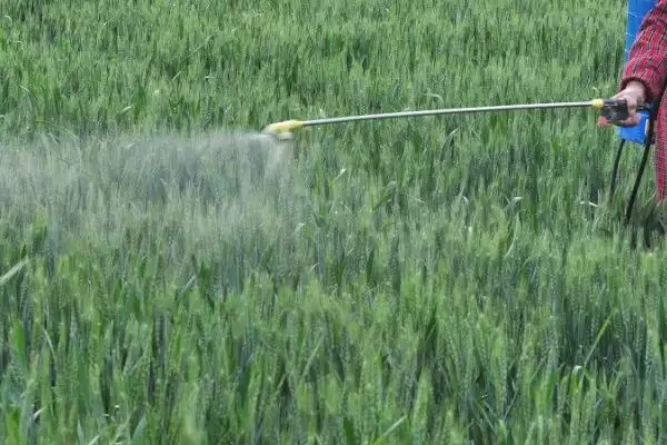 清明前后小麦用药指南:扫螨净乳油防治红蜘蛛的要点插图2 清明前后小麦用药指南:扫螨净乳油防治红蜘蛛的要点插图2
