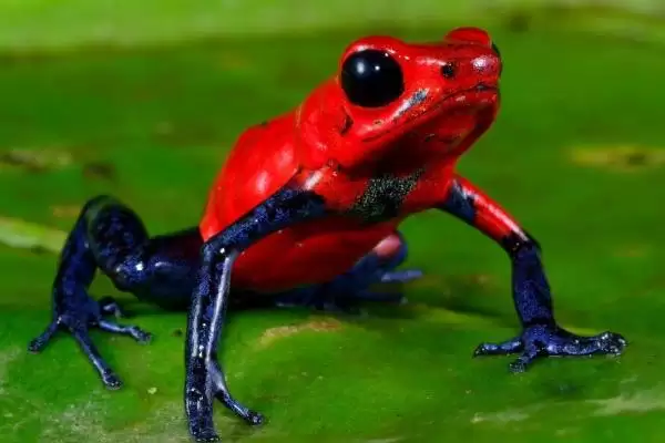 什么是幽灵箭毒蛙?了解幽灵箭毒蛙要知晓哪些关键的生物特性和毒性?插图3 什么是幽灵箭毒蛙?了解幽灵箭毒蛙要知晓哪些关键的生物特性和毒性?插图3