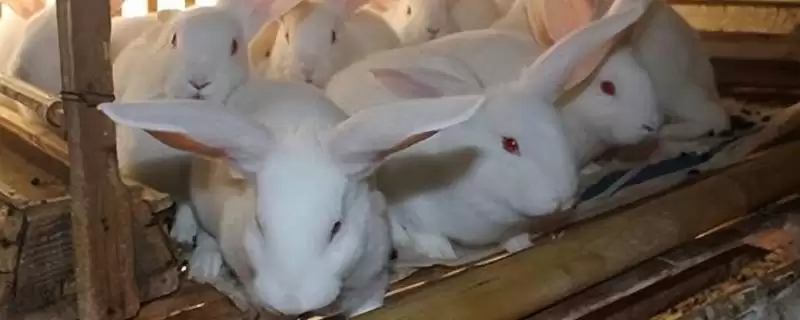 种兔挑选避坑指南：为何第一胎生下的仔兔不宜选？-会东网