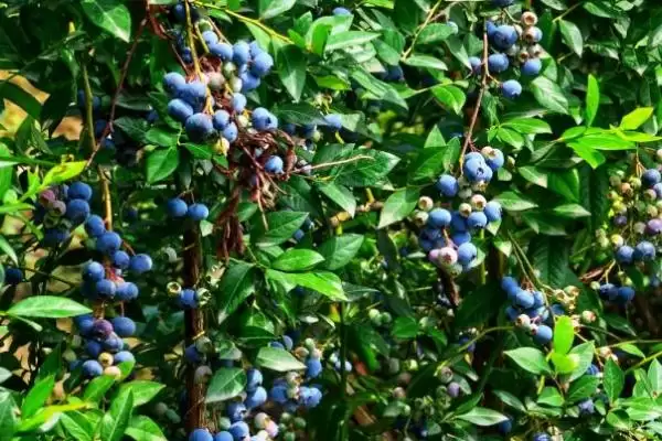 蓝莓的种植方法 ,蓝莓在什么条件下四季可定植?插图2 蓝莓的种植方法 ,蓝莓在什么条件下四季可定植?插图2