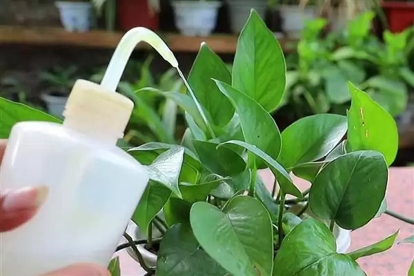 养绿萝的方法和重点？养绿萝要做好哪些细节？插图6