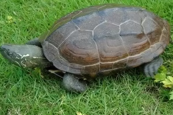 乌龟体内寄生绦虫症状的要点和表现？判断乌龟寄生虫症状需注意什么？插图2