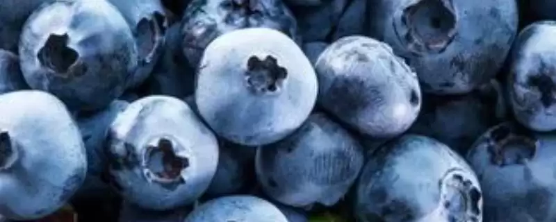 蓝莓的生长位置 ,蓝莓是长在植株的哪个部位呢?-会东网