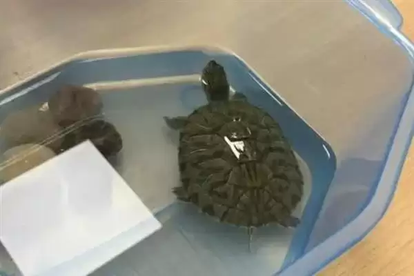 乌龟不吃东西如何处理?解决乌龟不吃东西问题要采取哪些有效措施和方法?插图4 乌龟不吃东西如何处理?解决乌龟不吃东西问题要采取哪些有效措施和方法?插图4