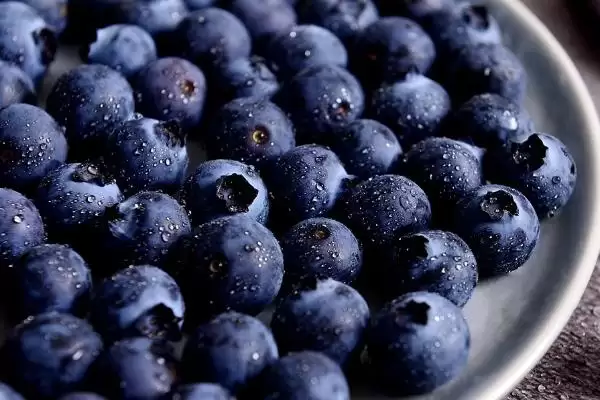 蓝莓的分类 ,蓝莓的南方和北方品种有何差异?插图1 蓝莓的分类 ,蓝莓的南方和北方品种有何差异?插图1