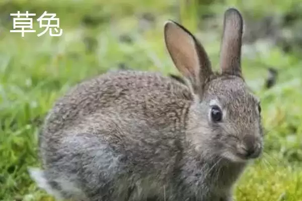 兔子的养殖品种?认识兔子养殖品种要了解哪些关键的品种分类和特性要点?插图10 兔子的养殖品种?认识兔子养殖品种要了解哪些关键的品种分类和特性要点?插图10