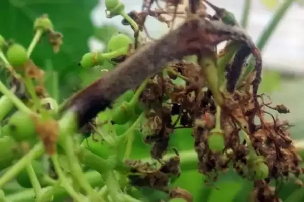 蓝莓僵果病的危害症状 ,蓝莓僵果病对花有什么危害?插图3 蓝莓僵果病的危害症状 ,蓝莓僵果病对花有什么危害?插图3