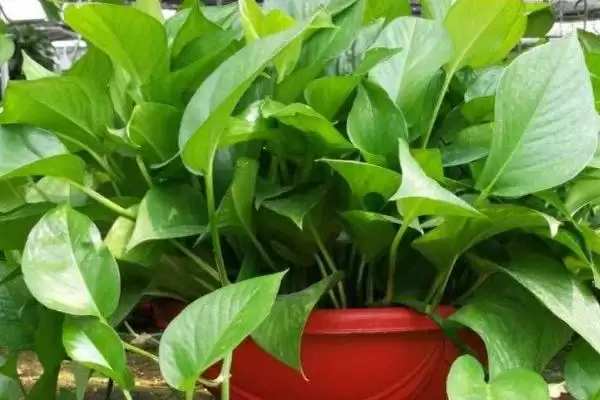 绿萝的种植方法有哪些 ,绿萝种植选什么土壤好插图1